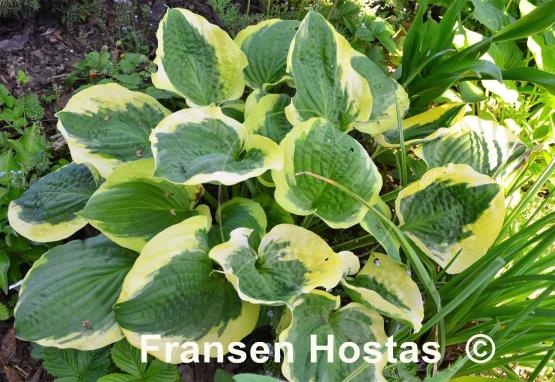 Hosta Christmas Pageant